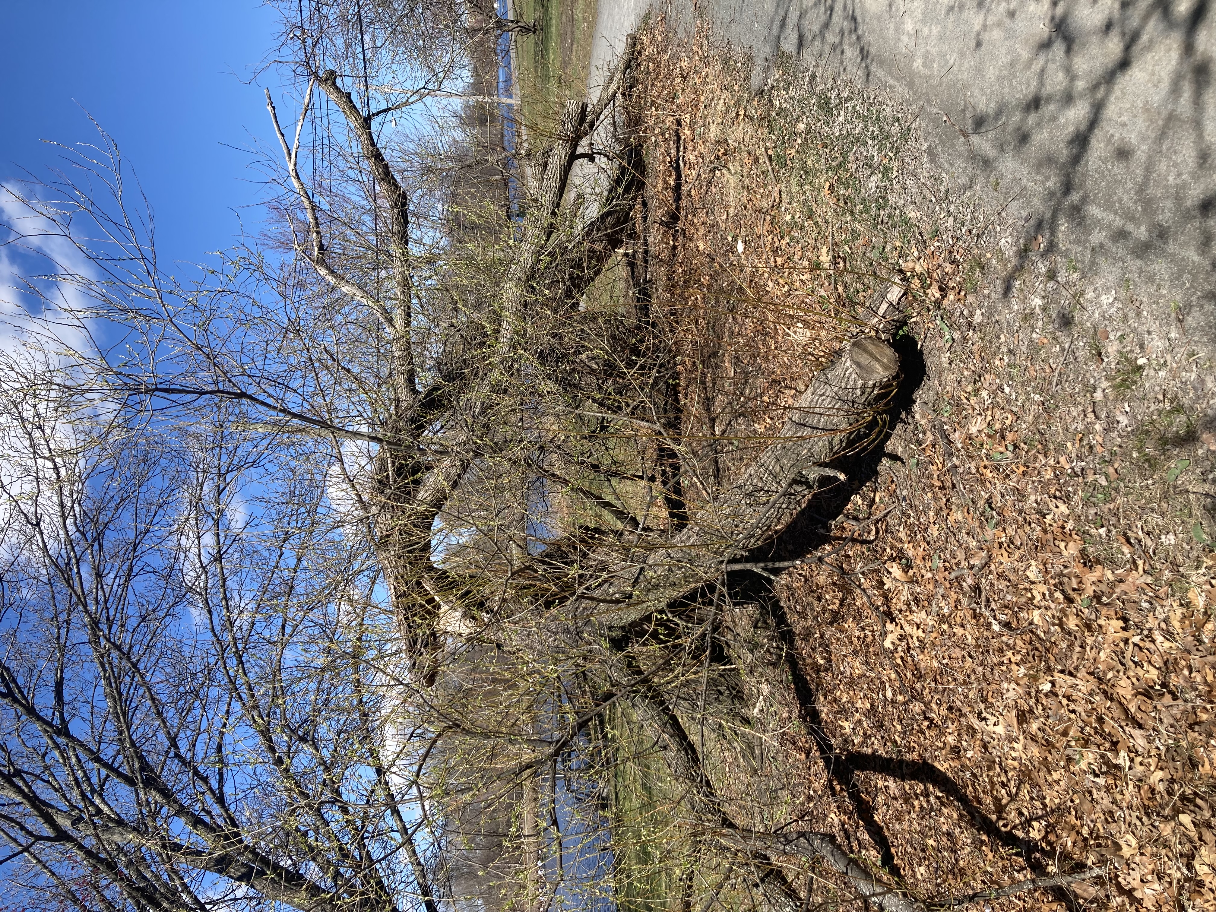 A weird tree in Herter park.