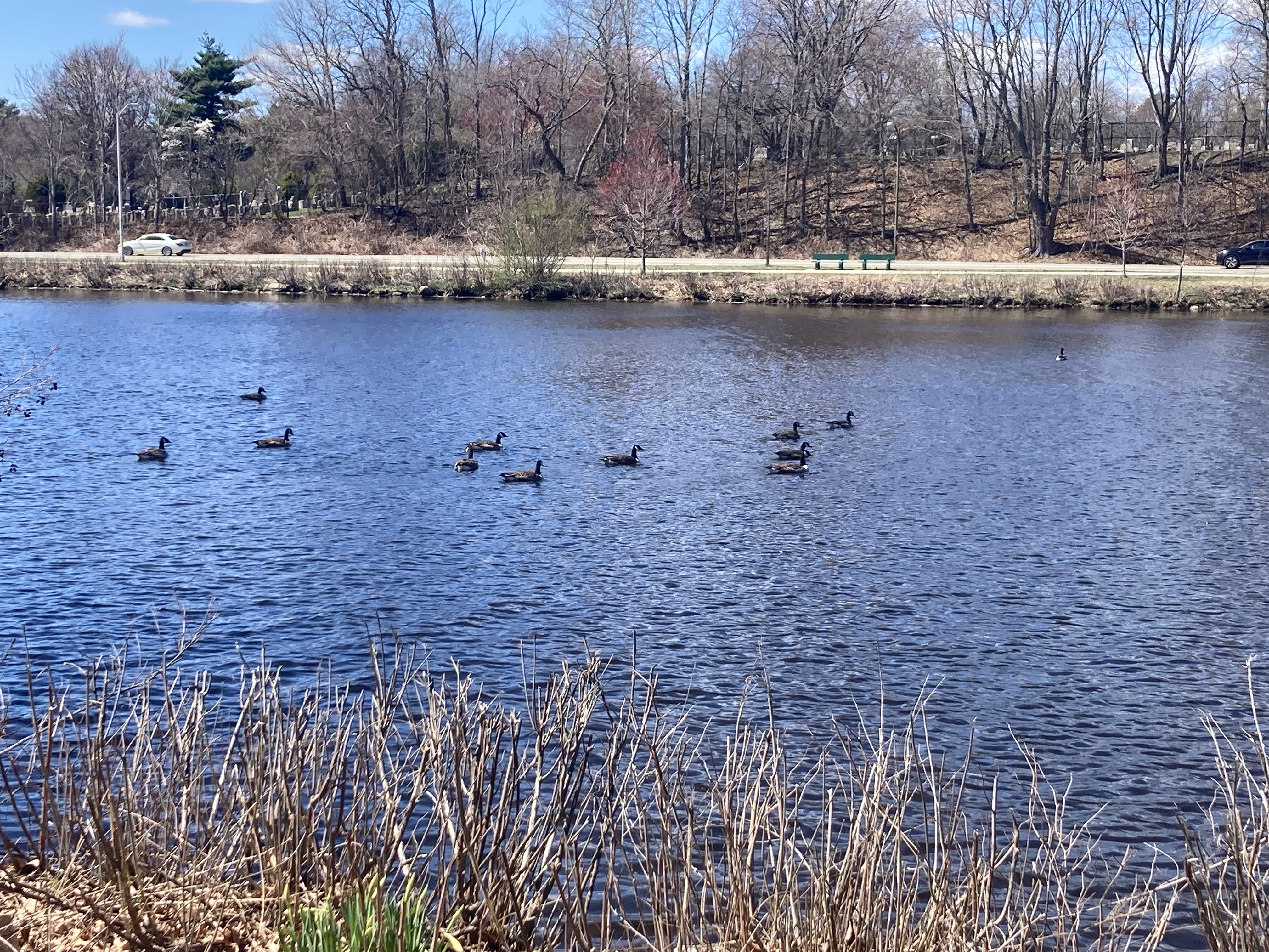 Blue bike docks in Herter park.
